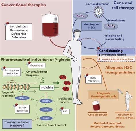 beta thalassaemia treatment